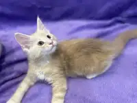Котята породы Мейн-кун, фотография 2