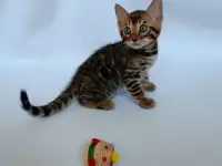 Бенгальские котята, фотография 4