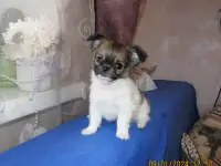 чихуахуа мальчик, фотография 6