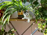 Котята, фотография 4