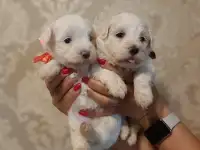 Мальтийской болонки щенки, фотография 1