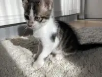 Отдам котенка в добрые руки, фотография 2