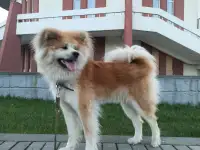 Чудесная собака