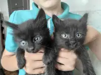 Котята в очень добрые руки, фотография 2