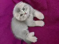 Шотландские котята от правильной вязки, фотография 3