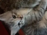 Отдам котят в добрые руки! Даром!, фотография 4