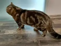 Котята британцы, фотография 10