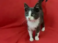 Котята 3-4 месяца, фотография 5