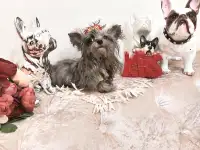 Эксклюзив.Чихуахуа окрас мерле и мини йорк., фотография 2