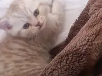 Котята, фотография 3