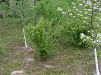Продам участок с домом, ул.Нагорная, д.65, фотография 5