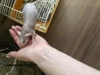 Крысы, малыши, фотография 2