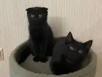 Шотландские котята