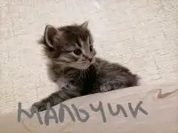 Котята, фотография 2