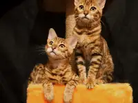 Бенгальские котята питомник родословные, фотография 6