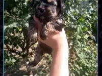 Йорк мальчик