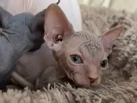 Котята канадского сфинкса