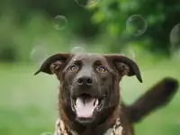 Молодой Пёсик. Хороший мальчик, фотография 1