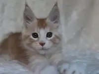 Котенок мейн-кун ищет любящих хозяев.