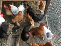 Куры несушки доставка по району