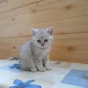 Шотландские котята, фотография 3