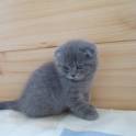 Шотландские котята, фотография 4