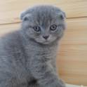 Шотландские котята, фотография 5