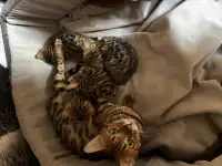 Котята, фотография 3
