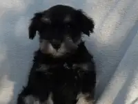 Щенки цвергшнауцера