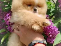 Померанский шпиц, щенки. Мини мишки.