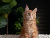 Девочка породы Мейн-кун, фотография 5