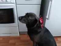 Отдам собаку в дар