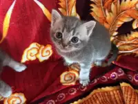 Очаровательные котята ищут дом