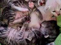 Ориентальные котята, фотография 3