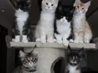 Мейн-кун котята!