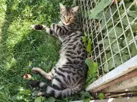 Пропал котенок бенгал