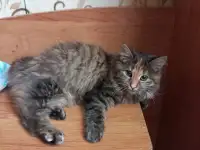 Отдам в добрые руки, фотография 2