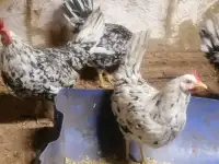 Яйцо инкубационное, фотография 3