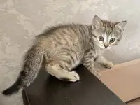 Шотландские котята, фотография 3