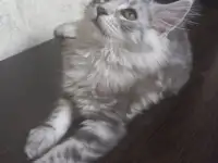 Мейн кун, фотография 7