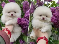 Померанский шпиц, щенки. Мини мишки, фотография 6