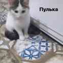 Котята в дар, фотография 3