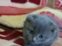 Котята, фотография 6