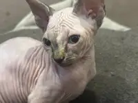 Канадский сфинкс котята, фотография 4