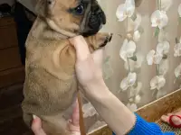 Французский бульдог, фотография 11