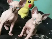 Котята девочки Канадский сфинкс, фотография 5