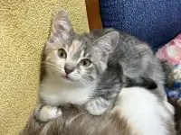 Кошечка ищет дом, фотография 5