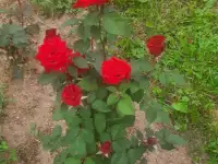 Красные розы, фотография 6