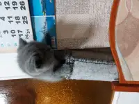 Британские котята, фотография 3