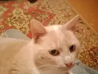 Кот Персей ищет дом, фотография 4